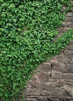 KOMAR (V.14/SCENCIS E1/IMAGINE E1)  4-324 - Image 2