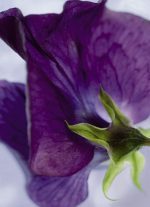 KOMAR (VOL.12/VOL.13/VOL.14) 4-711 - Image 2