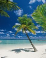 KOMAR (V.12/13/14/SCENICS E1) 4-883 - Image 2