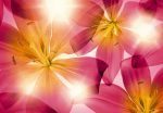 KOMAR IMAGINE E1/PM 2015 - 8-928 - Image 2