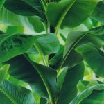 MANDALAY 473407 - Image 2
