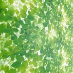 SIGNATURE KOREA 10201-1 - Image 3