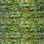 SIGNATURE KOREA 10203-1 - Image 2