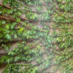 SIGNATURE KOREA 10203-1 - Image 3